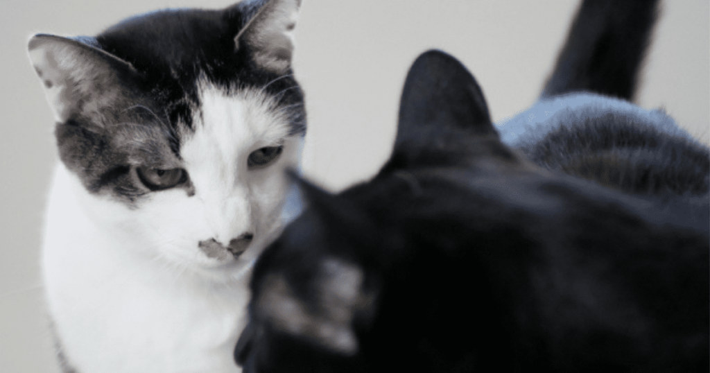 ニャンとライク　喧嘩する猫の画像