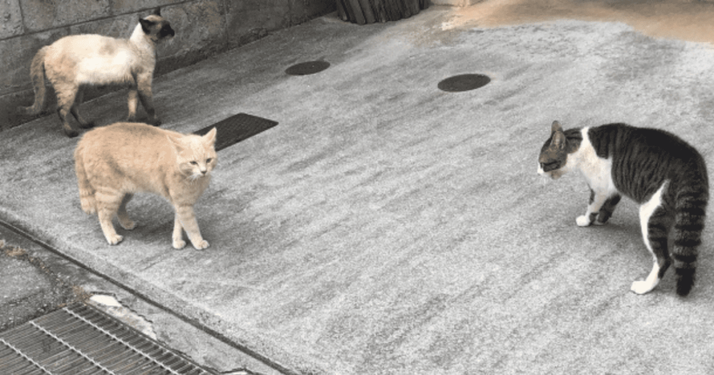 ニャンとライク　喧嘩する猫の画像
